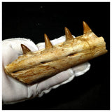 13050 - Great Platecarpus ptychodon (Mosasaur) Partial Jaw with Teeth