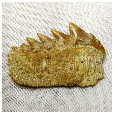 14001- Nicely Preserved Notidanodon loozi (Cow Shark) Tooth