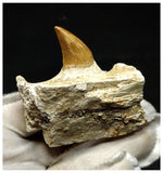 13056 - Amazing Rare Halisaurus walkeri (Mosasaur) Partial Jaw Bone with 1 Tooth
