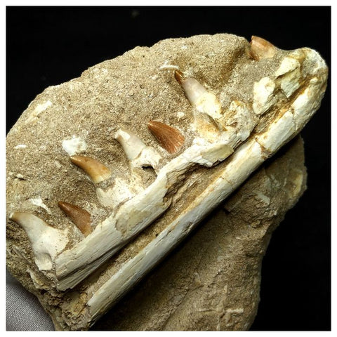 13052 - Amazing Rare Halisaurus arambourgi (Mosasaur) Partial Left Hemi Jaw with 7 Teeth