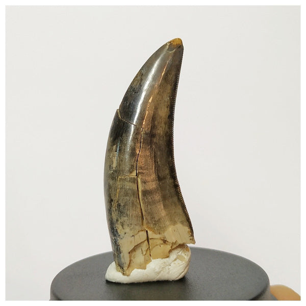 H1 - Museum Grade Serrated Tyrannosaurus rex Tooth Cretaceous Dinosaur ...