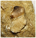 13055 - Exceedingly Rare Carinodens belgicus (Mosasaur) Tooth in natural Matrix