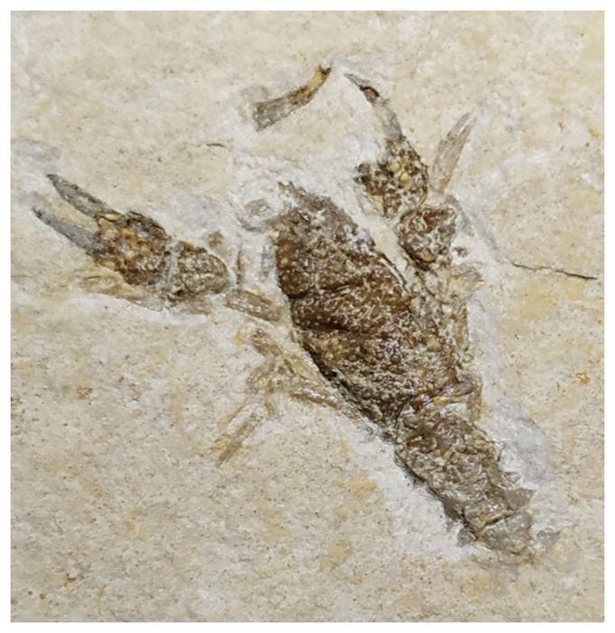 14021 - Amazing Rare Fossil Crustacean Lobster Palaeastacus sp Upper Jurassic Germany