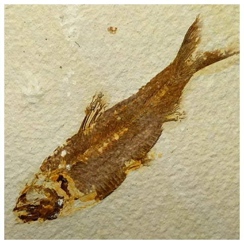 13020 - Finest Grade Knightia eocaena Fossil Fish Green River Fm WY Eocene Age
