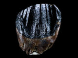 10054 - Rare Centrosaurus Fossil Tooth Ceratopsid Dinosaur Judith River Fm - Montana