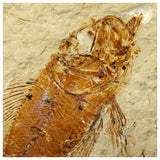 14012- Amazing Rare Fossil Fish Ctenothrissa sp Cretaceous Age Lebanon