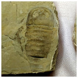 13041 - Silurian Sea Scorpion Eurypterus Balteurypterus fossil specimen Pos/Neg- UKRAINE
