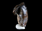 10052 - Rare Centrosaurus Fossil Tooth Ceratopsid Dinosaur Judith River Fm - Montana