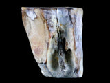 10048 - Real Triceratops horridus Dinosaur Fossil Tooth - Hell Creek Fm - Montana