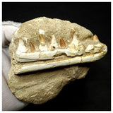 13052 - Amazing Rare Halisaurus arambourgi (Mosasaur) Partial Left Hemi Jaw with 7 Teeth