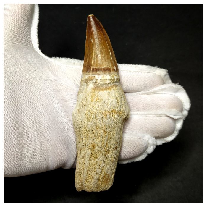 13058 - Huge 12,5cm Rooted Prognathodon anceps (Mosasaur) Tooth