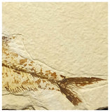 13016 - Finest Grade Diplomystus dentatus Fossil Fish Green River Fm WY Eocene Age