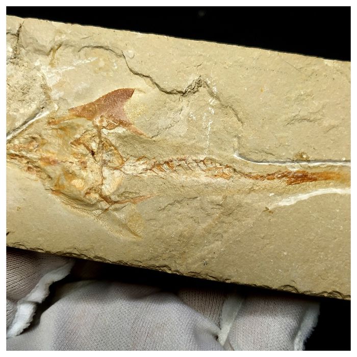Pycnodontid Fish Great Coccodus insignis Pycnodontiform Fish Fossil Cretaceous Age ...