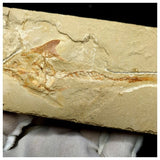 14015- Great Coccodus insignis Pycnodontiform Fish Fossil Cretaceous Age Lebanon
