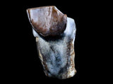 10046 - Real Triceratops horridus Dinosaur Fossil Tooth - Hell Creek Fm - Montana