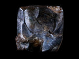 10055 - Rare Centrosaurus Fossil Tooth Ceratopsid Dinosaur Judith River Fm - Montana