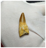 14020 - Finest Grade Complete Rooted Dyrosaurus phosphaticus Crocodile Tooth