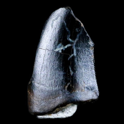 10041 - Real Tyrannosaurus Rex Dinosaur Fossil Tooth Tip - Hell Creek Fm - Montana