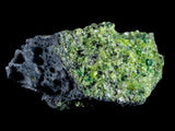 ST90 - Rare Natural Peridot (Chrysolite) Crystals Specimen On Volcanic Rock