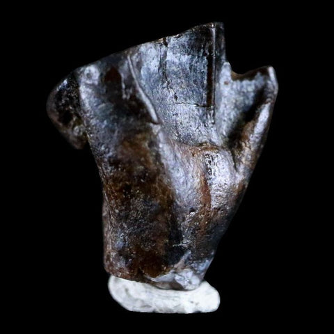 Nicely Preserved Rare 0.66 Inch Leptoceratops gracilis Dinosaur Tooth Lance  Creek Fm Montana –