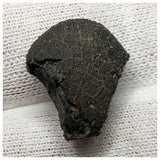 13021 P15 - New "NWA 14740" (Provisional) Carbonaceous Chondrite C3 Ung Meteorite 2.68g