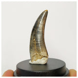 H1 - Museum Grade Serrated Tyrannosaurus rex Tooth Cretaceous Dinosaur