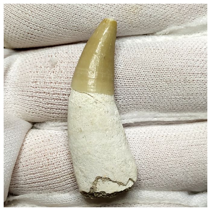 14005 - Finest Grade Complete Rooted Dyrosaurus phosphaticus Crocodile Tooth