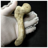 13057 - Top Rare Huge 12,6cm Euclastes sp Paleocene Sea Turtle Femur Bone