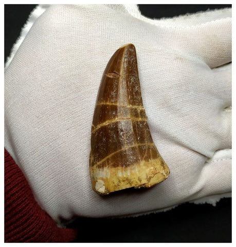 14016 - Top Rare Huge Tylosaurus sp (Mosasaur) Tooth Late Cretaceous