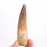 Spinosaurus Dinosaur Tooth 3.27 Inch Cretaceous KemKem Beds Ifezouane Fm