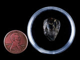 10047 - Real Triceratops horridus Dinosaur Fossil Tooth - Hell Creek Fm - Montana