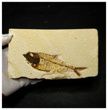 13016 - Finest Grade Diplomystus dentatus Fossil Fish Green River Fm WY Eocene Age