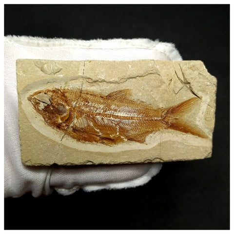 14011- Amazing Rare Fossil Fish Sedenhorstia sp Cretaceous Age Lebanon