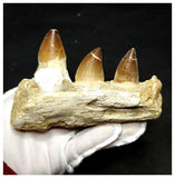 13054 - Huge Partial Prognathodon anceps (Mosasaur) Jaw with Teeth