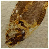 13020 - Finest Grade Knightia eocaena Fossil Fish Green River Fm WY Eocene Age