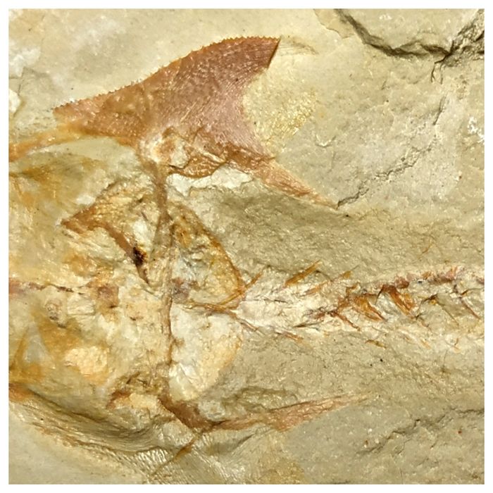 Pycnodontid Fish Great Coccodus insignis Pycnodontiform Fish Fossil Cretaceous Age ...
