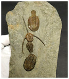 Museum Grade Ampyx + Asaphid + 2 Euloma + Parabathycheilus Ordovician Trilobites Associated in Row