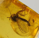 01027 - Beautiful 0.34 Inch Baltic Amber With An Inclusion Of Fossil Insect (Diptera - Sciaridae Fly)