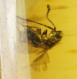 01023 - Choice Grade 0.93 Inch Baltic Amber With An Inclusion Of Fossil Insect (Diptera - Sciaridae Fly)