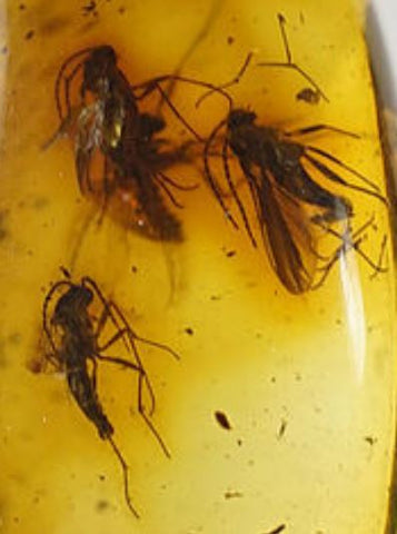01026 - Top Quality 0.51 Inch Baltic Amber With a Triple Inclusion Of Fossil Insects (Diptera - Sciaridae Fly) + 1 Unidentified Insect