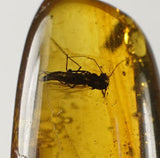 01036 - Rare Unidentified 0.71 Inch Baltic Amber With An Inclusion Of Fossil Insect