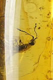01023 - Choice Grade 0.93 Inch Baltic Amber With An Inclusion Of Fossil Insect (Diptera - Sciaridae Fly)