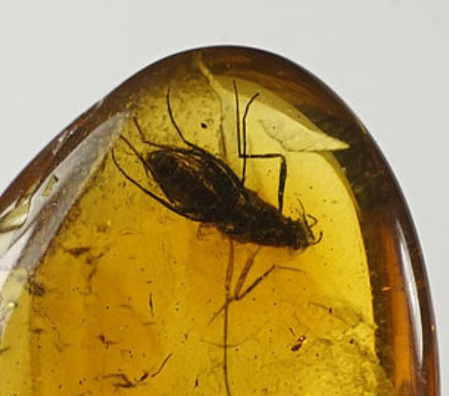 01035 - Rare Unidentified 0.58 Inch Baltic Amber With An Inclusion Of Fossil Insect ¿Coleoptera?