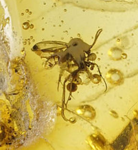 01034 - Extremely Rare 0.87 Inch Baltic Amber With An Inclusion Of Fossil Insect (Diptera - Sciaridae Fly bodily associated with another insect)