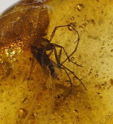 01033 - Choice Grade 0.60 Inch Baltic Amber With An Inclusion Of Fossil Insect (Diptera - Sciaridae Fly)