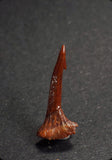 00946 - Beautiful Well Preserved Juvenile 0.67 Inch Onchopristis Cretaceous Sawfish Rostral Barb