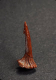 00946 - Beautiful Well Preserved Juvenile 0.67 Inch Onchopristis Cretaceous Sawfish Rostral Barb
