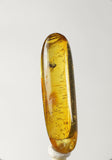 01023 - Choice Grade 0.93 Inch Baltic Amber With An Inclusion Of Fossil Insect (Diptera - Sciaridae Fly)