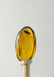 01035 - Rare Unidentified 0.58 Inch Baltic Amber With An Inclusion Of Fossil Insect ¿Coleoptera?