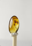 01026 - Top Quality 0.51 Inch Baltic Amber With a Triple Inclusion Of Fossil Insects (Diptera - Sciaridae Fly) + 1 Unidentified Insect